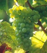 Pinot Blanc（白皮諾）--葡萄品種